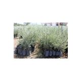 Videolu Gemlik Zeytin Fidanı Fidesi 80-190 Cm Tüplü Aşılı Güller Olive Tree Sapling