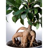 Videolu Ginseng Bonsai 1 Adet Saksılı 40-60 cm İç Mekan Salon Ofis Bitkisi (Ficus Microcarpa)