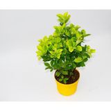 Videolu Gold Taflan Çiçeği Fidanı 25-45 Cm Saksılı Çiçekli Bodur Bitkiler Golden Euonymus