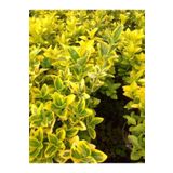 Videolu Gold Taflan Çiçeği Fidanı (30 50 Cm)1 Adet Saksılı Dış Mekan Bitkisi Celastraceae