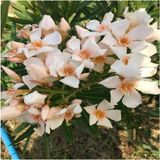 Videolu Görkemli Krem Zakkum Çiçegi Fidanı 40-80 cm Tüplü Dış Mekan Ağaçları (White Boxwood)