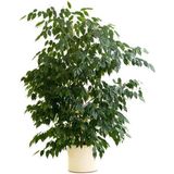 Videolu Gösterişli Benjamin Çiçeği Fidanı 50-70 Cm Saksılı Çiçekli Bodur Bitkiler Ficus Benjamina