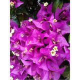 Videolu Gözalıcı Mor Sarılıcı Begonvil Çiçeği Fidanı 70-10 cm Saksılı Dış Mekan Purple Bougainvillea