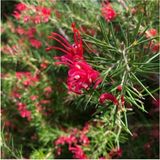 Videolu Gravilla Çalısı Çiçeği Fidanı 30-50 Cm Saksılı Çiçekli Bodur Bitkiler Grevillea Juniperina
