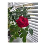 Videolu Gül Fidanı Kırmızı (10-15 Cm) Saksılı Kokulu Aşılı Gül Red Rose