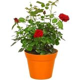 Videolu Gül Fidanı Kokulu Kırmızı Renkli 40 65 Cm Saksılı Aşılı Gül Red Rose