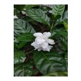 Videolu Harika Kokulu Beyaz Gardenya Çiçeği Bitkisi 30-45 Cm Saksılı Çiçekli Bodur Gardenia Flower