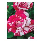 Videolu Harika Sihirbaz Gülü Çiçeği Fidanı 25-40 Cm Saksılı Çiçekli Bodur Bitkiler Magic Rose