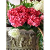 Videolu Hoş Kırmızı Çiçekli Ortanca Fidanı 30-50 Cm Tüplü Çiçekli Bodur Bitkiler Red Hydrangea