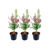 Videolu Hoş Kokulu 3 Adet Pembe Oya Ağacı Fidanı 30-65Cm TüplüSaksılı (Lacebark Pine Sapling)