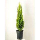 Videolu Hoş Kokulu Limoni Servi Fidanı ( 30-40 Cm) Tüplü Dış Mekan Ağaçları Lemon-Scented Pine