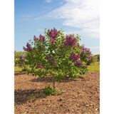 Videolu Hoş Kokulu Mor Renkli 1 Adet Leylak Ağacı Fidanı 40-80CM Tüplü (Lilac Tree Sapling)