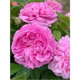 Videolu Isparta Gülü Yoğun Kokulu Pembe Renkli Reçellik 30 60 Cm 1 Adet Tüplü Aşılı Gül Pink Rose