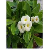 Videolu Ithal Beyaz Renkli 1 Adet Milli Dikenler Tacı Çiçeği Fidanı 15-30cm Saksılı Euphorbia