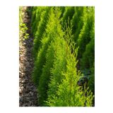 Videolu Ithal Limon Servi Çam Fidanı 1 Adet Saksılı/Tüplü 30-50Cm (Cupressus Macrocarpa Goldcrest)