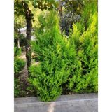 Videolu Ithal Limoni Selvi Limon (30 50 Cm)1 Adet Tüplü Dış Mekan Bitkisi Cupressus Macrocarpa