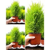 Videolu Ithal Limoni Servi Fidanı 3 Adet 30-50CM Saksılı/ Tüplü (Cupressus Macrocarpa)