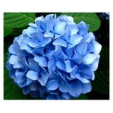 Videolu Ithal Mavi Çiçekli Ortanca Fidanı 30-55 Cm Tüplü Çiçekli Bodur Bitkiler Blue Hydrangea
