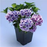 Videolu Ithal Mavi Tivoli Ortanca Çiçeği Fidanı 25-45 Cm Saksılı Çiçekli Bodur Blue Hydreangea