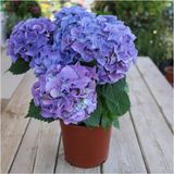 Videolu Ithal Mavi Tivoli Ortanca Çiçeği Fidanı 25-50 Cm Saksılı Çiçekli Bodur Blue Hydreangea