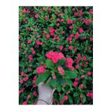 Videolu Ithal Milli Dikenler Tacı Kırmızı Çiçekli 1 Adet Saksılı 20-30cm Salon Bitkisi ( Euphorbia)