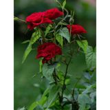 Videolu Kadife Kırmızı Gül Fidanı 6 Adet Yediveren Kokulu Saksılı 50-75 Cm Velvet Red Rose