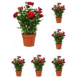 Videolu Kadife Kırmızı Gül Fidanı Yediveren Kokulu 6 Adet Saksılı 40-60cm Dış Mekan Red Roses