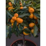 Videolu Kamkat Fidanı Bodur 50 60 Cm 1 Adet Dragon Anaç Saksılı /tüplü Meyve Ağacı Kumquat