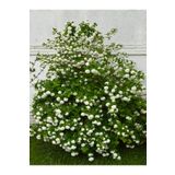 Videolu Kar Topu Çiçeği Fidanı (35 60 Cm) 1 Adet Saksılı Dış Mekan Bitkisi Viburnum Opulus