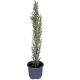 Videolu Kara Selvi-Mezarlık Servi 30-50 cm Tüplü Dış Mekan Ağaçları(Cupressus Sempervirens)