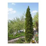 Videolu Kara Servi Mezarlık Servisi (35 45CM)1 Adet Saksılı Dış Mekan Bitkisi Cupressus Sempervirens