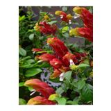 Videolu Karides Çiçeği Fidanı 1 Adet 40-60 cm Saksılı Iç/ Dış Mekan Bitkisi (Pachystachys Lutea)