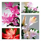 Videolu Karışık 4 Adet Yılbaşı Çiçeği Fidanı Çiçekli Bodur Bitkiler Euphorbia Pulcherrima