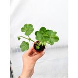 Videolu Karışık Renk 1 Adet Mini Sakız Sardunya Çiçeği Fidesi 5-15 cm Tüplü Çiçekli Bodur Geranium