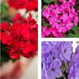 Videolu Karışık Renk 3 Adet Sardunya Çiçeği Fidanı 30-60cm Saksılı Geranium