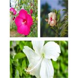 Videolu Karışık Renk 3'lü Japon Gülü Çiçeği Fidanı 40-60 Cm Saksılı Çiçekli Bodur Japanese Quince