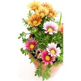 Videolu Karışık Renkli Gazanya (10 20 Cm)10 Adet Saksılı/ Tüplü Çiçekli Bodur Bitki Gazania