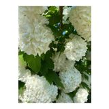 Videolu Kartopu Çiçeği Fidanı 1 Adet 30-60Cm SaksılıTüplü (Viburnum)