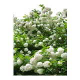 Videolu Kartopu Çiçeği Fidanı 1 Adet 30-70Cm SaksılıTüplü (Viburnum)