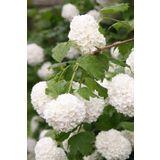 Videolu Kartopu Çiçeği Fidanı 1 Adet 35-65Cm SaksılıTüplü (Viburnum Flower Sapling)