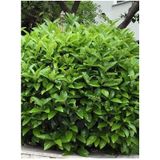 Videolu Kartopu Çiçeği Fidanı Ithal 1 Adet Saksılı 50-80 Cm Viburnum Lucidum