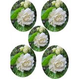 Videolu Katmerli Full Yasemin Çiçeği Fidanı 30-70 cm 5 Adet Saksılı/Tüplü (Jasmine Flower)