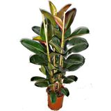 Videolu Kauçuk Bitkisi 1 Adet Saksılı 60-80 cm İç Mekan Salon Bitkisi (Ficus Elastica)
