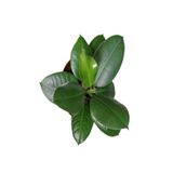 Videolu Kauçuk Bitkisi 1 Adet Saksılı/ Tüplü 60-90cm Ofis Salon Ev Iç Mekan Bitkisi Ficus Elastica