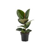 Videolu Kauçuk Bitkisi Tek Dal 1 Adet Saksılı 40-60cm Iç Mekan Salon Bitkisi (FİCUS ELASTİCA)
