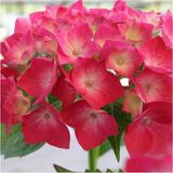 Videolu Kıpkırmızı Çiçekli Ortanca Fidanı 30-55 Cm Tüplü Çiçekli Bodur Bitkiler Red Hydrangea