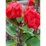 Videolu Kırmızı 1 Adet Milli Dikenler Tacı Çiçeği 15-30cm Saksılı Euphorbia
