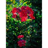 Videolu Kırmızı 40-60 cm Oya Ağacı Fidanı Dış Mekan Ağaçları Red Lagerstroemia