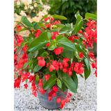 Videolu Kırmızı Begonya Küçük Hanım Çiçeği 1 Adet Saksılı 30-40 Cm Iç Mekan Bitkisi Red Begonia