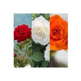 Videolu Kırmızı Beyaz ve Turuncu 3 Adet Kokulu Gül Fidanı 45-75CM (Red White And Orange Rose)